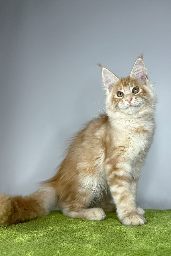 Quincy | Maine Coon Kitten