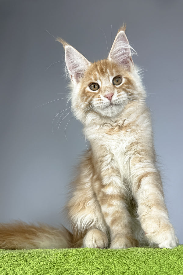 Quincy | Maine Coon Kitten
