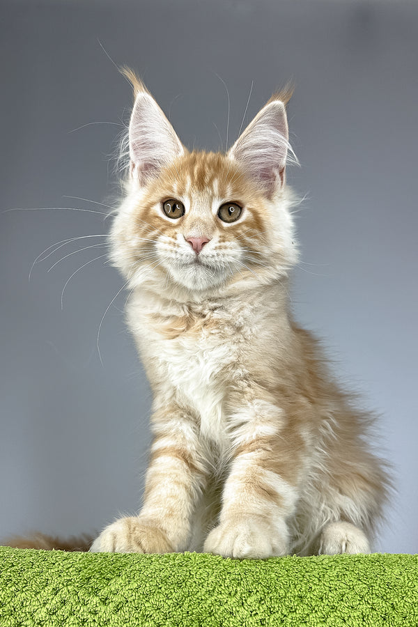 Quincy | Maine Coon Kitten