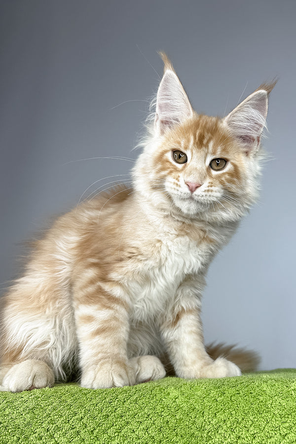 Quincy | Maine Coon Kitten