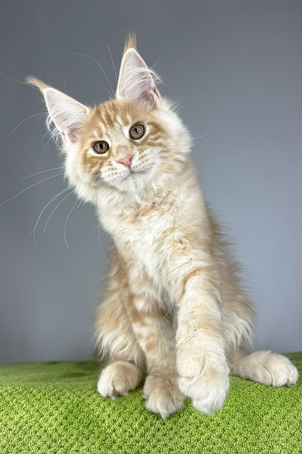Quincy | Maine Coon Kitten