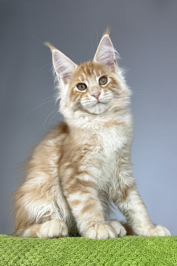 Quincy | Maine Coon Kitten