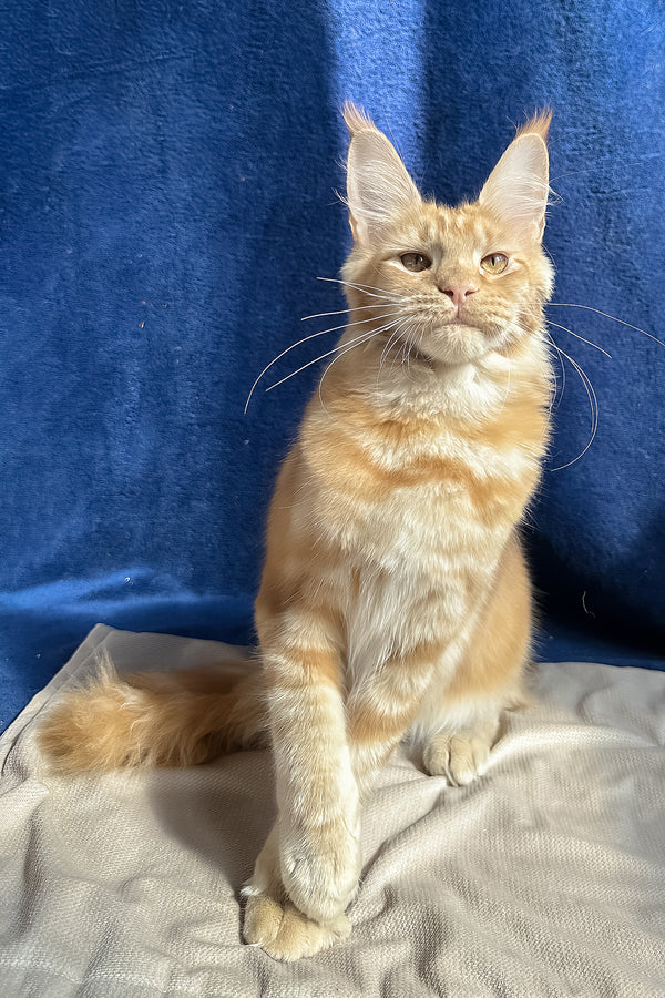 Quinley | Maine Coon Kitten