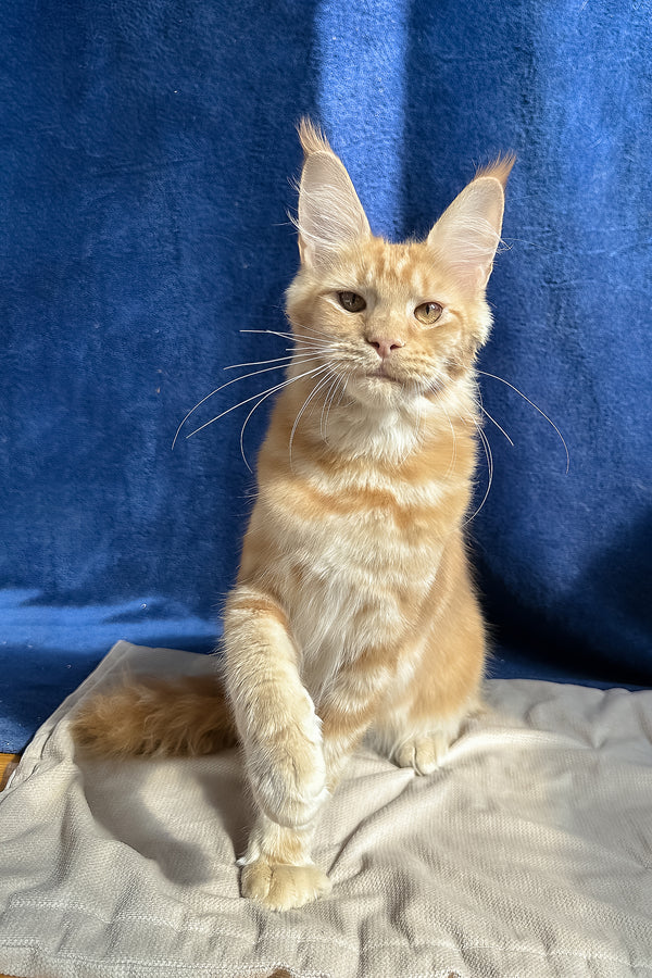 Quinley | Maine Coon Kitten