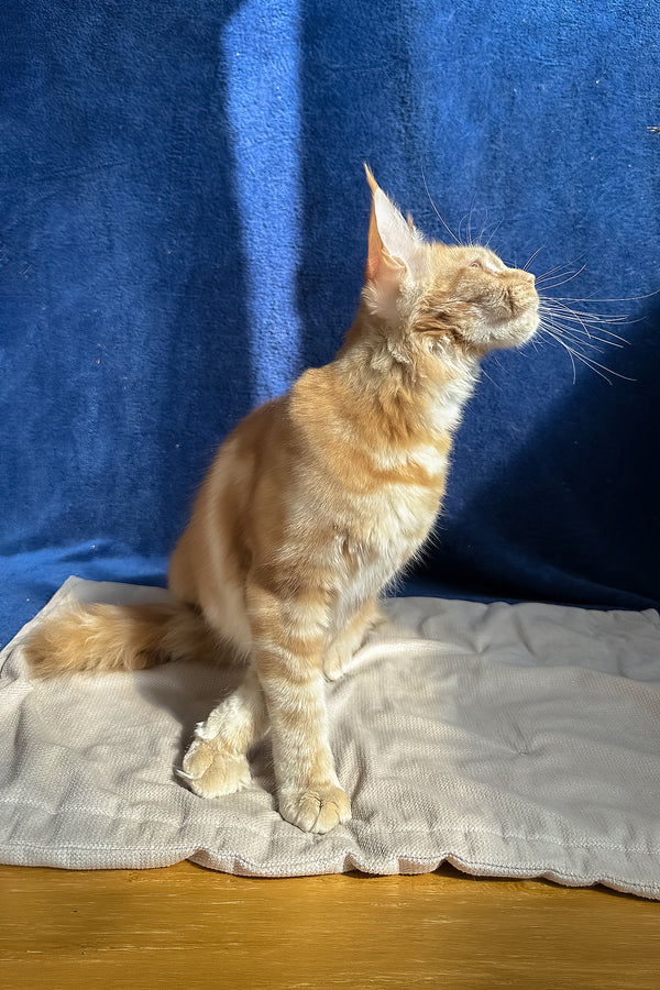 Quinley | Maine Coon Kitten