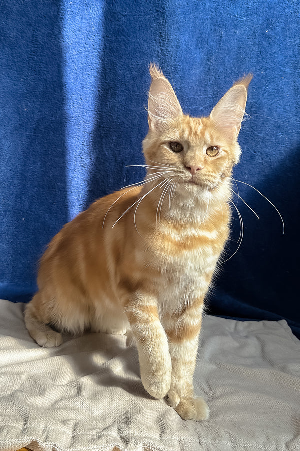 Quinley | Maine Coon Kitten