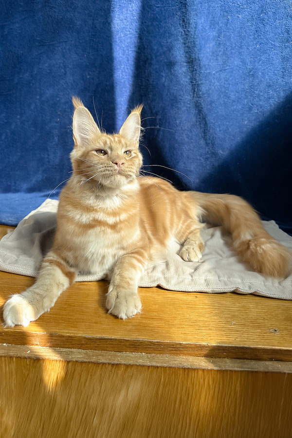 Quinley | Maine Coon Kitten