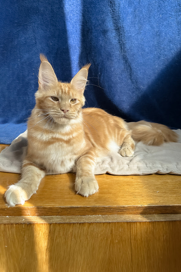 Quinley | Maine Coon Kitten