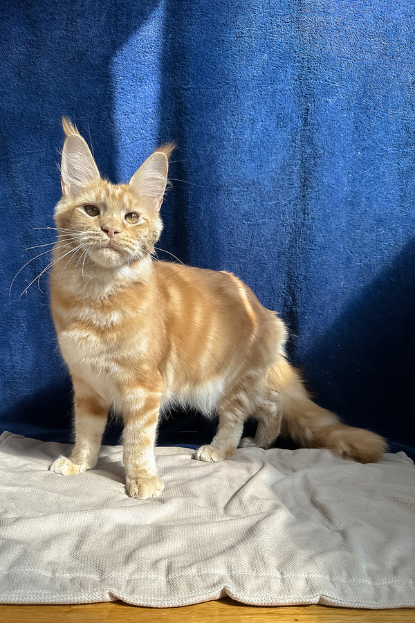 Quinley | Maine Coon Kitten