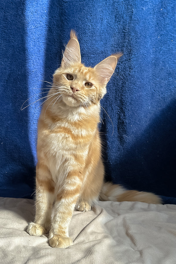 Quinley | Maine Coon Kitten