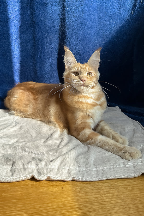 Quinley | Maine Coon Kitten
