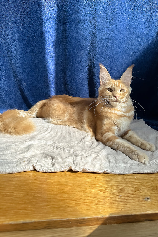 Quinley | Maine Coon Kitten