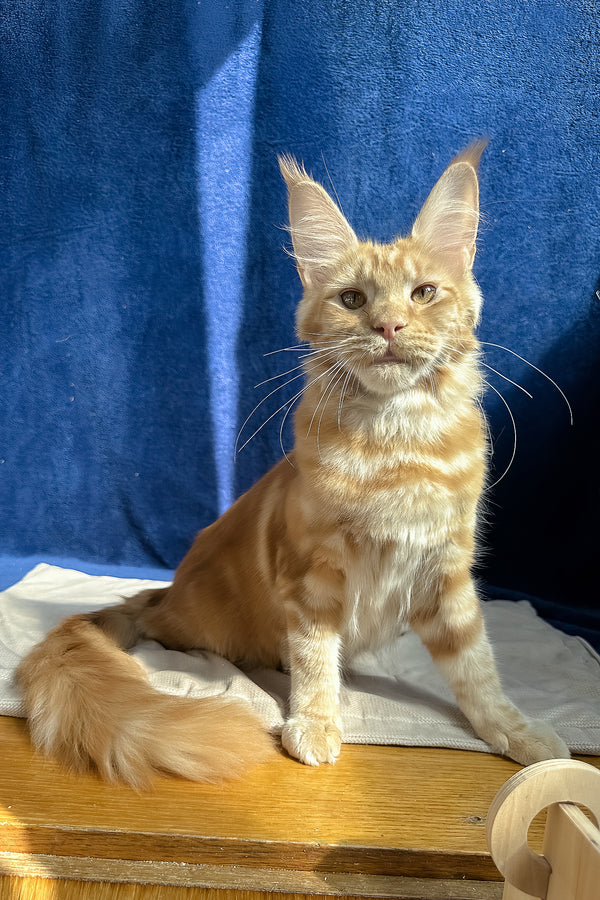 Quinley | Maine Coon Kitten