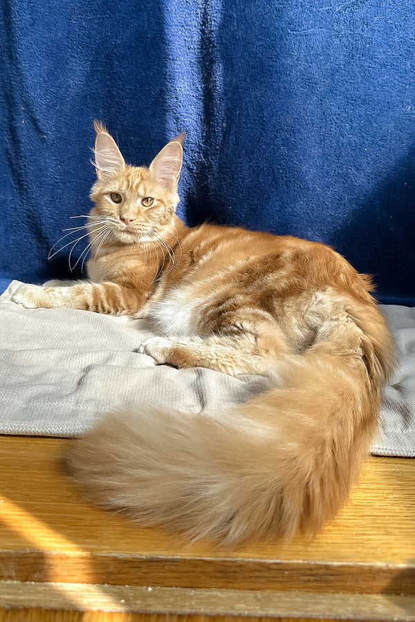 Quinley | Maine Coon Kitten