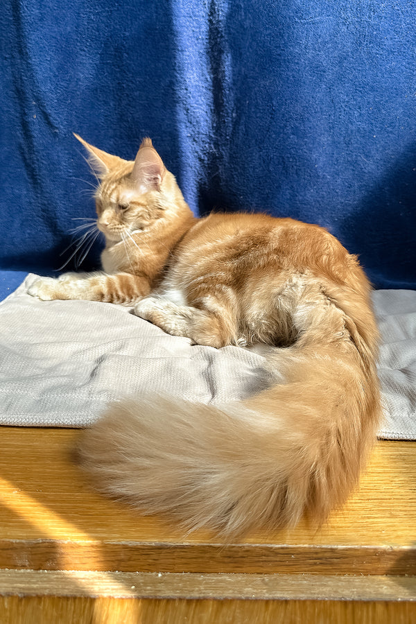 Quinley | Maine Coon Kitten