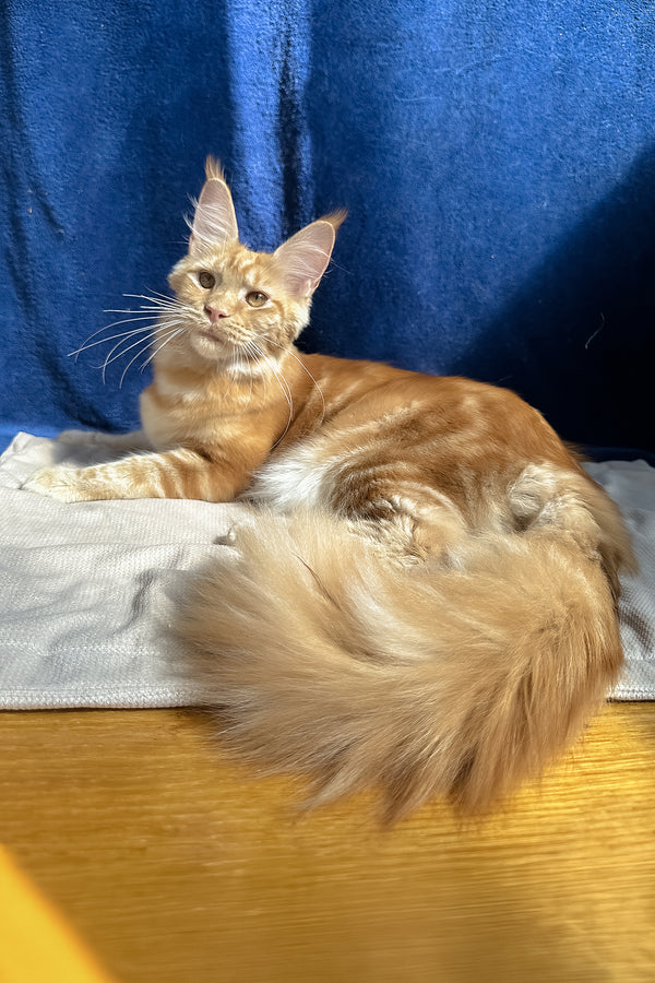 Quinley | Maine Coon Kitten