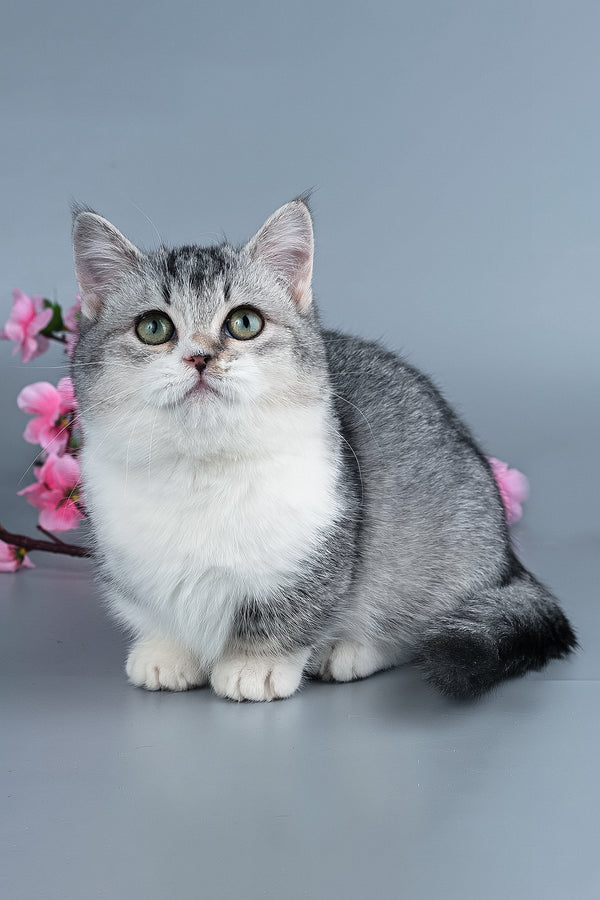 Yesenia | Munchkin Kitten