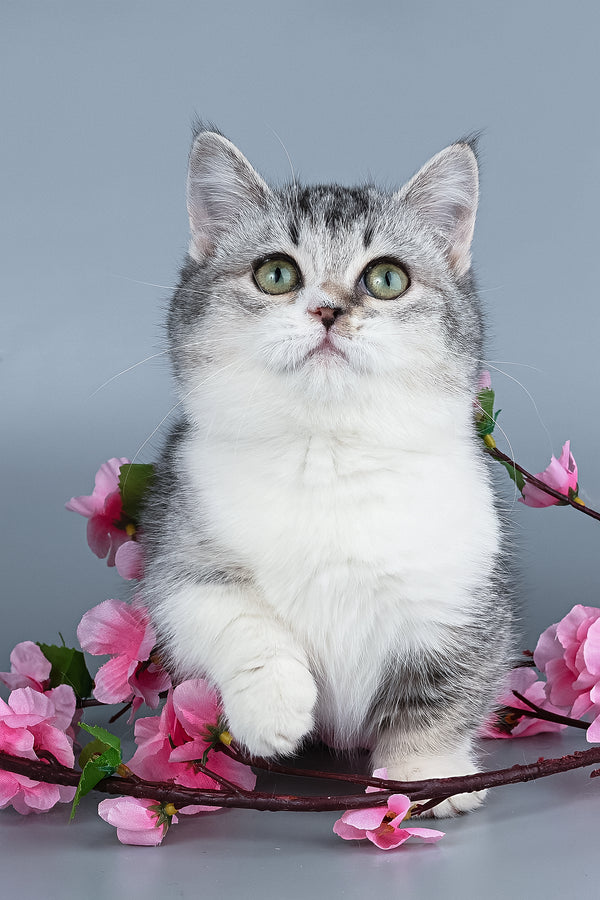 Yesenia | Munchkin Kitten