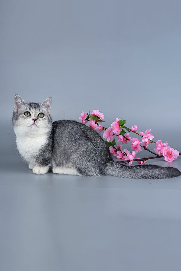 Yesenia | Munchkin Kitten