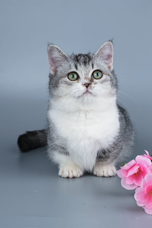 Yesenia | Munchkin Kitten