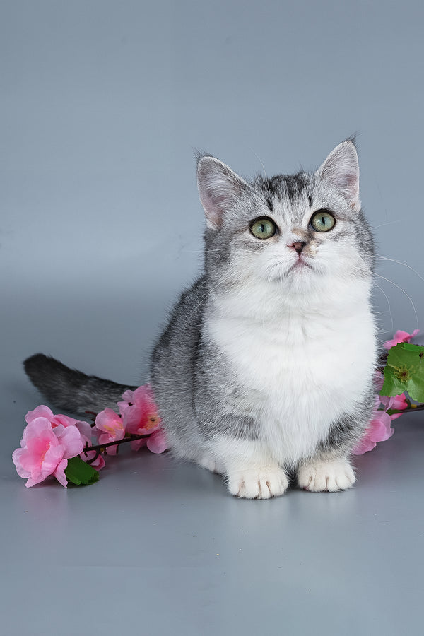 Yesenia | Munchkin Kitten