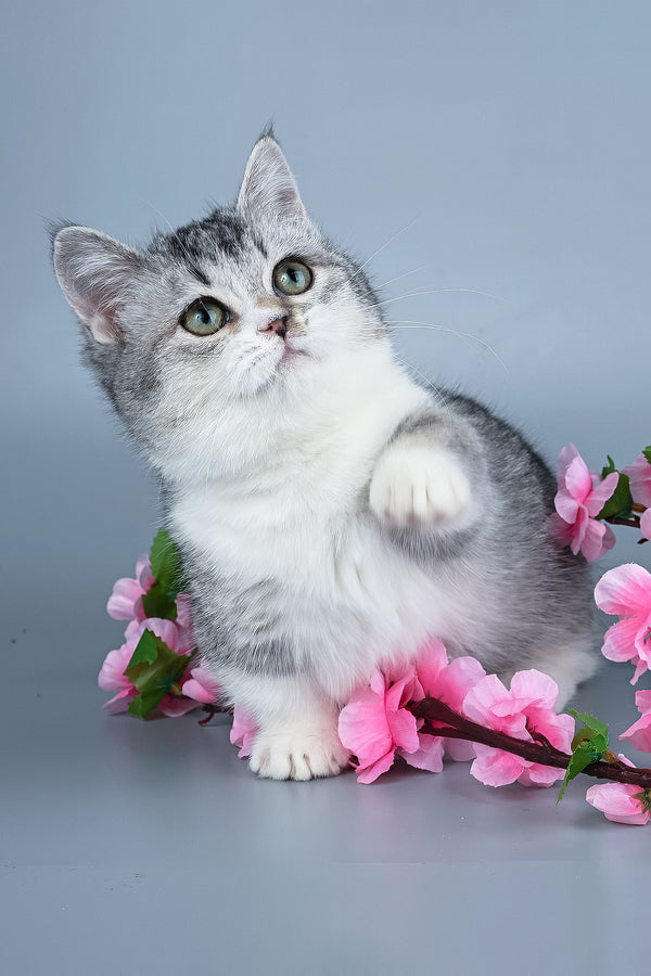 Yesenia | Munchkin Kitten