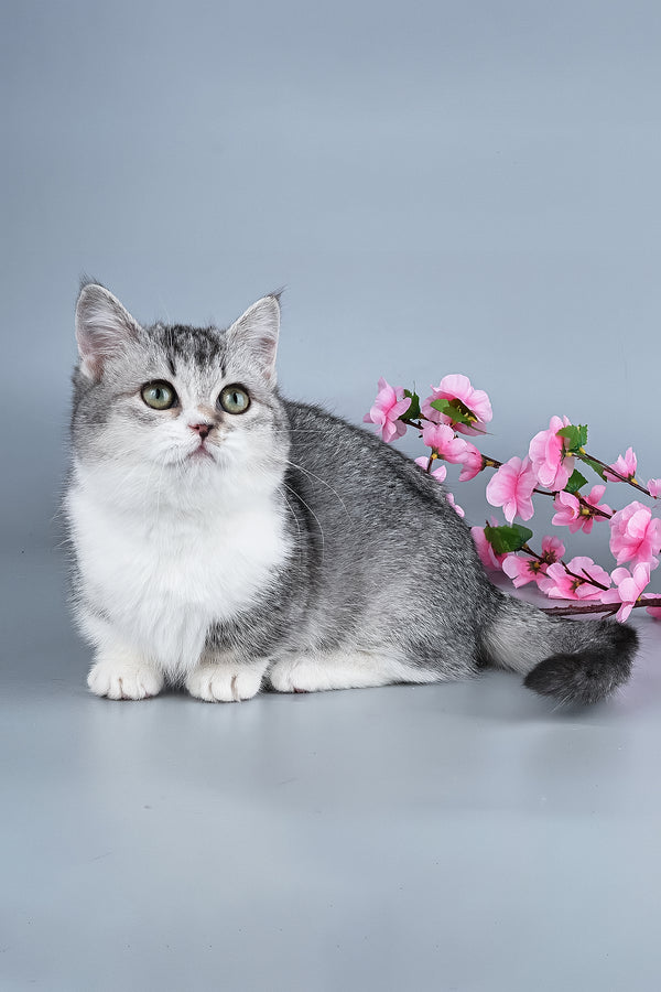 Yesenia | Munchkin Kitten