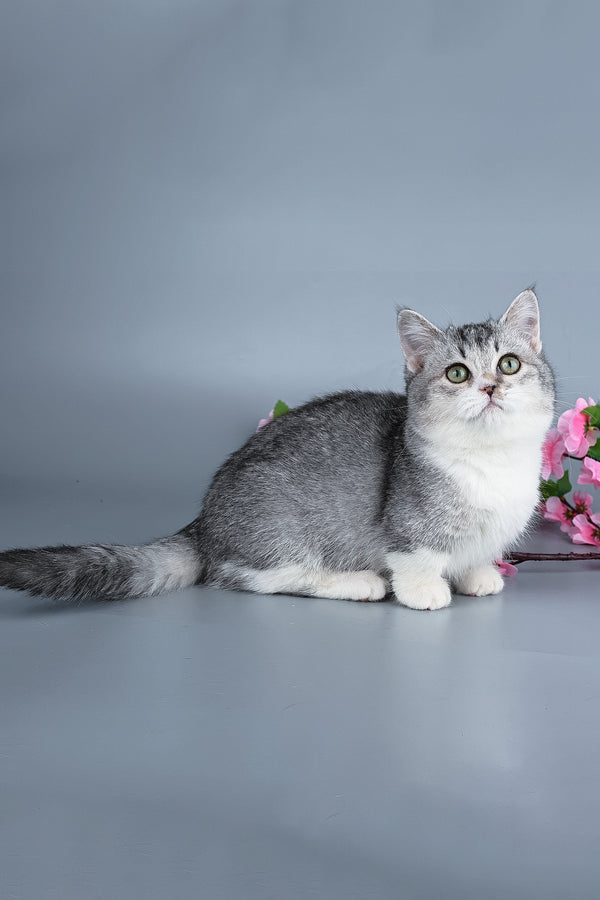 Yesenia | Munchkin Kitten