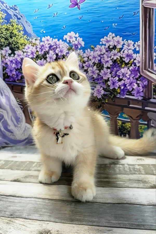 Rafael | British Shorthair Kitten