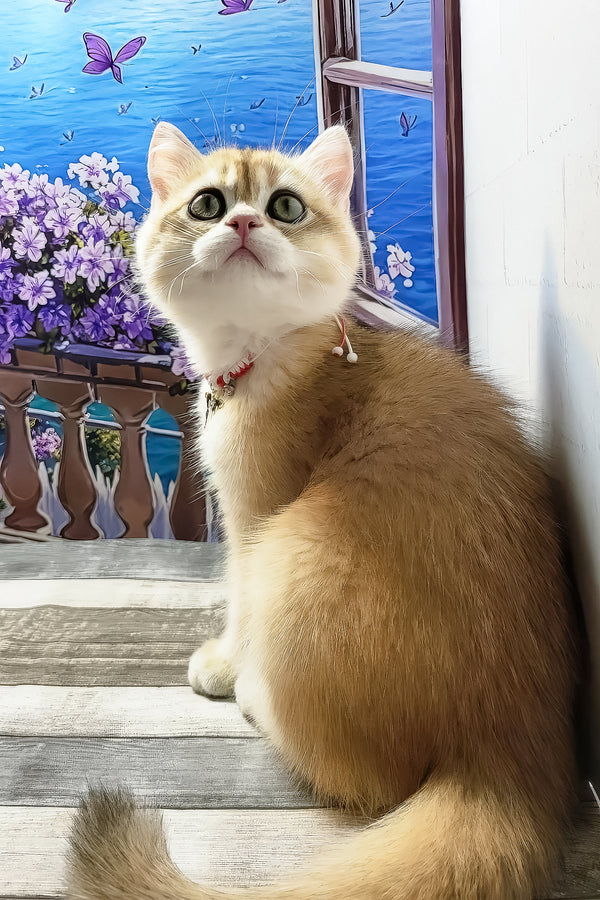 Rafael | British Shorthair Kitten