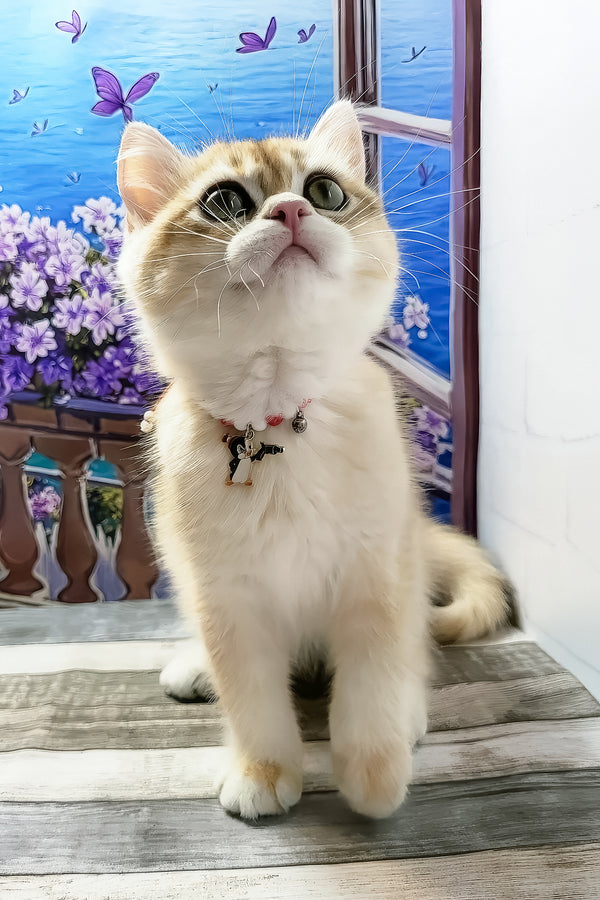 Rafael | British Shorthair Kitten