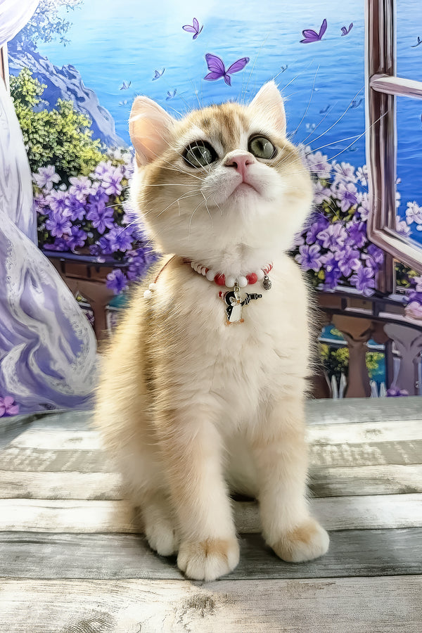 Rafael | British Shorthair Kitten
