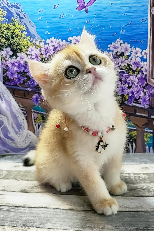 Rafael | British Shorthair Kitten