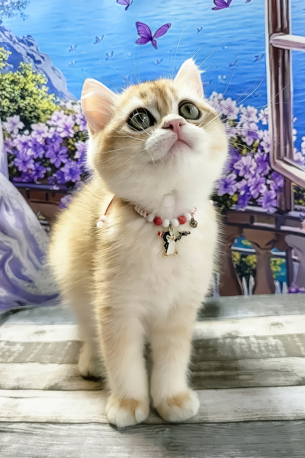 Rafael | British Shorthair Kitten
