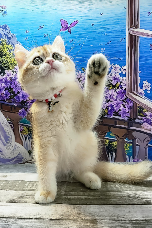 Rafael | British Shorthair Kitten