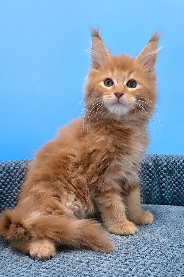 A fluffy orange maine coon kitten with yellow eyes and long ears sits on a textured blue cushion in a blotched tabby pattern
