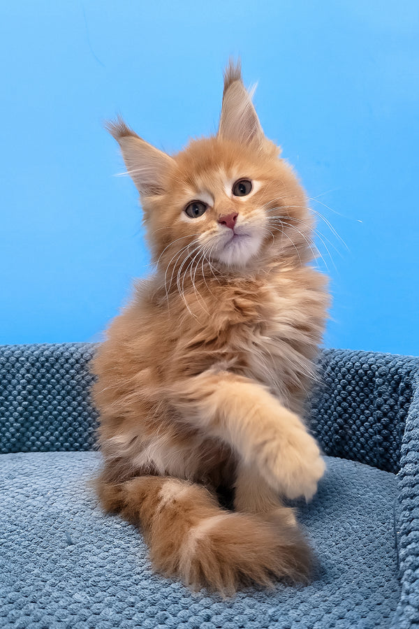 Rafik maine coon kitten with fluffy orange blotched tabby fur and bright yellow eyes sitting on a blue cushion