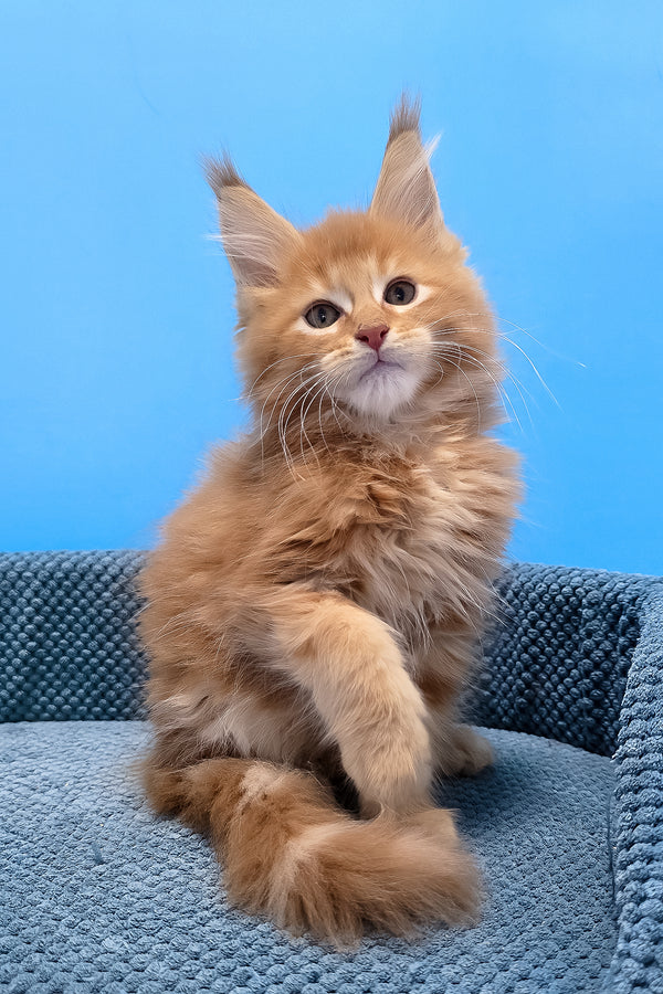 A fluffy orange maine coon kitten with blotched tabby fur and yellow eyes sitting on a textured blue cushion