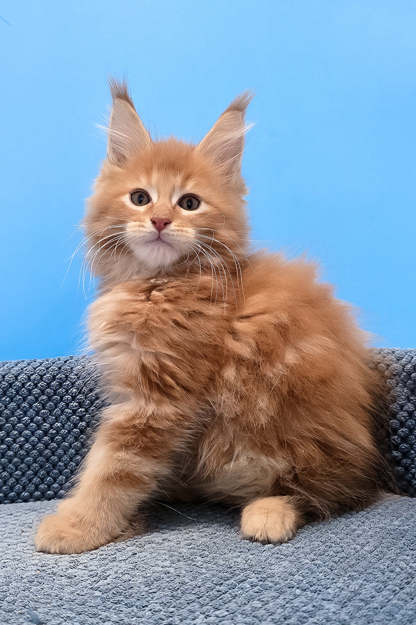A fluffy orange maine coon kitten with green eyes and tufted ears sits on a textured blue cushion