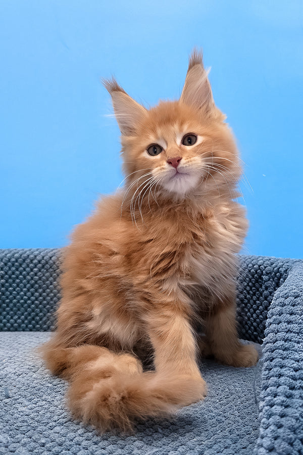 A fluffy orange maine coon kitten with tufted ears and yellow eyes sitting on a textured blue cushion