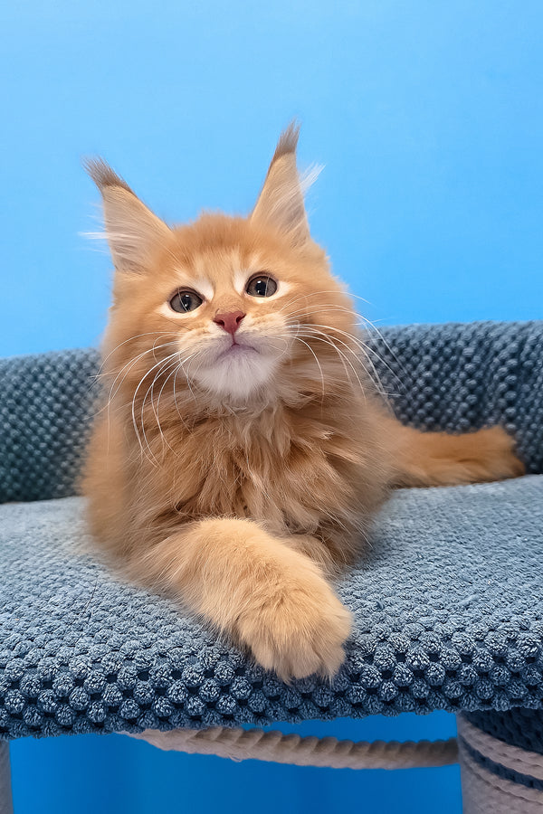 A fluffy orange maine coon kitten with green eyes and white muzzle resting on a blue textured cat tree platform