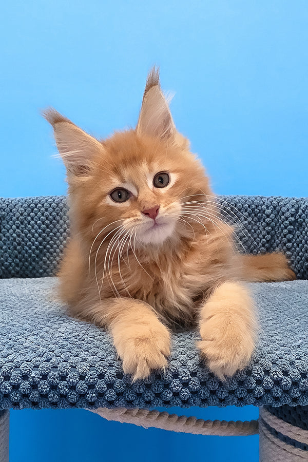 A fluffy orange maine coon blotched tabby kitten with yellow eyes resting on a textured blue cat tree platform