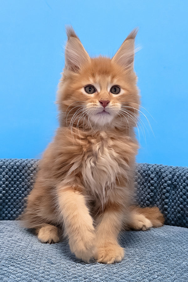 A fluffy orange maine coon kitten with yellow eyes and blotched tabby fur sitting on a textured blue cushion