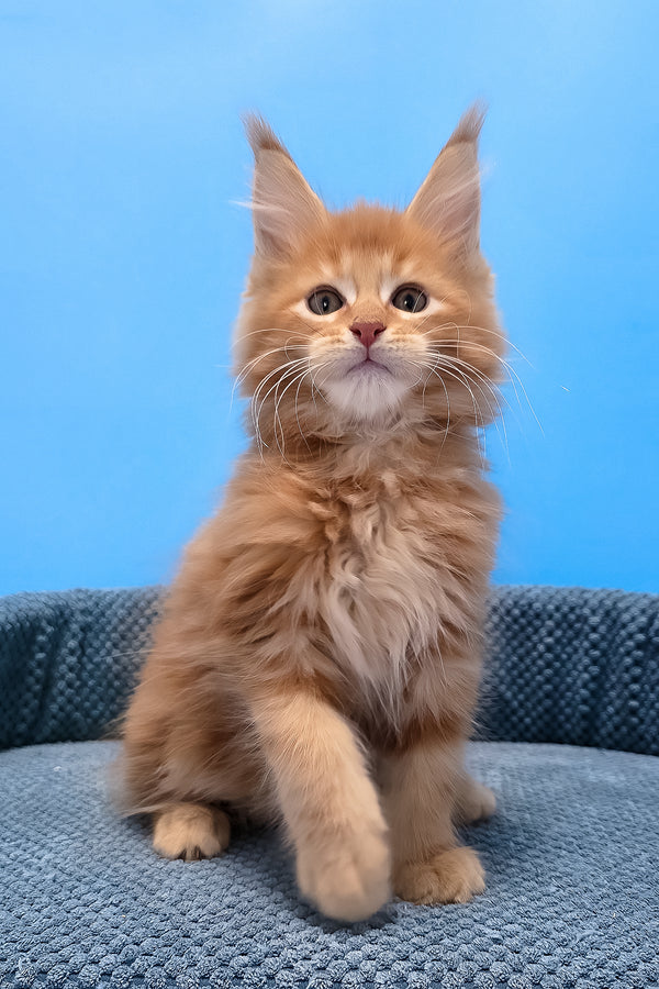 A fluffy orange maine coon kitten with yellow eyes and a white muzzle sits on a textured blue cushion