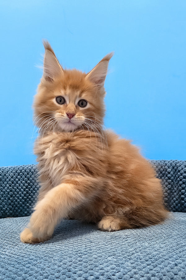 A fluffy orange maine coon kitten with striking yellow eyes sits on a textured blue cushion in rafik product