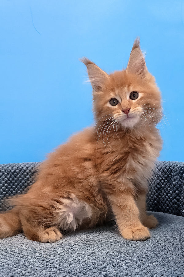 A fluffy orange maine coon kitten with yellow eyes and pointed ears sits on a textured blue cushion