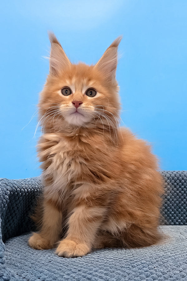A fluffy orange maine coon kitten with green eyes sits on a textured blue cushion in rafik maine coon kitten product