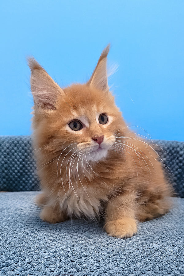 A fluffy orange maine coon kitten with long fur yellow eyes and blotched tabby pattern sits on blue surface