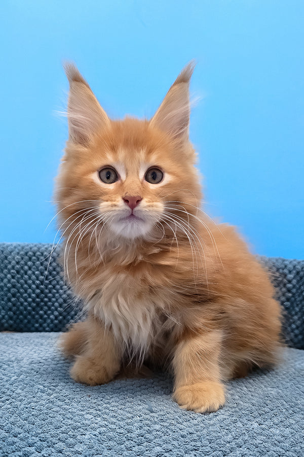 A fluffy orange maine coon kitten with striking green eyes and long ears sits on a textured blue surface