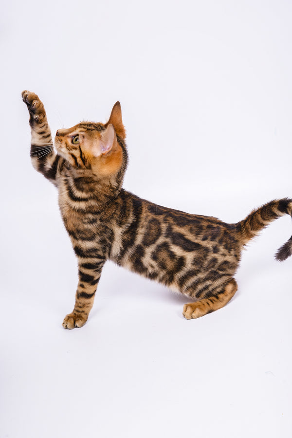 Ralf | Bengal Kitten